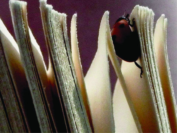 瓢虫爬书图片下载