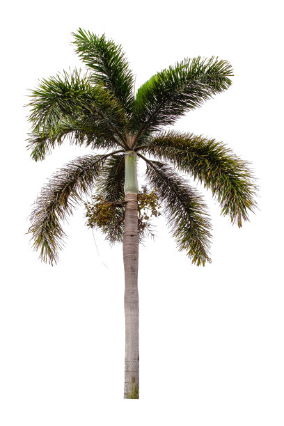 美丽的棕榈树孤立在白色的背景。图片下载