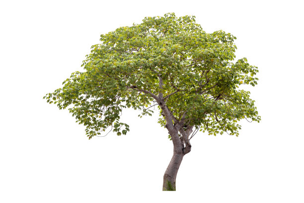 在白色背景上分离的苏木。图片下载