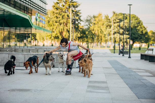 职业遛狗妇女在城市街道上遛狗图片下载