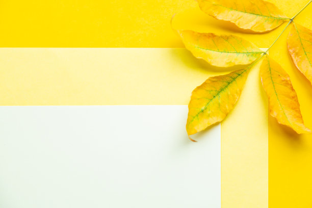 黄色背景上的秋叶。秋的概念与地方为文字图片下载