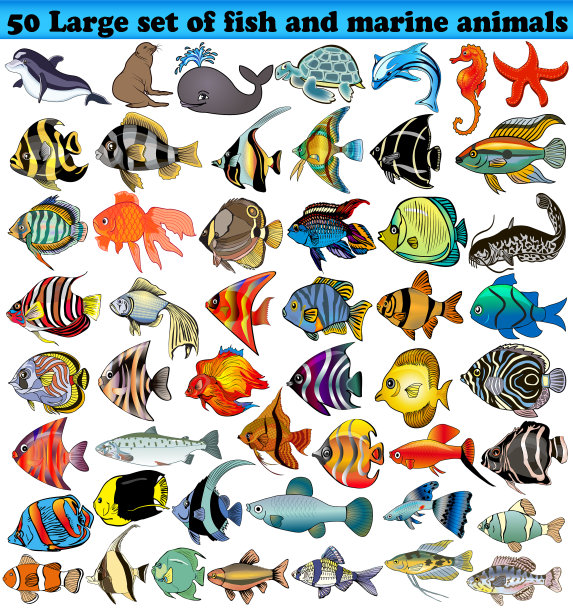 50条大鱼和海洋动物被隔离图片下载