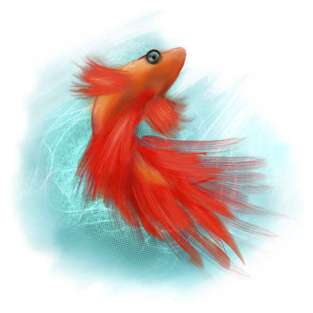 蓝底暹罗斗鱼的数码插图(斗鱼插图)图片下载