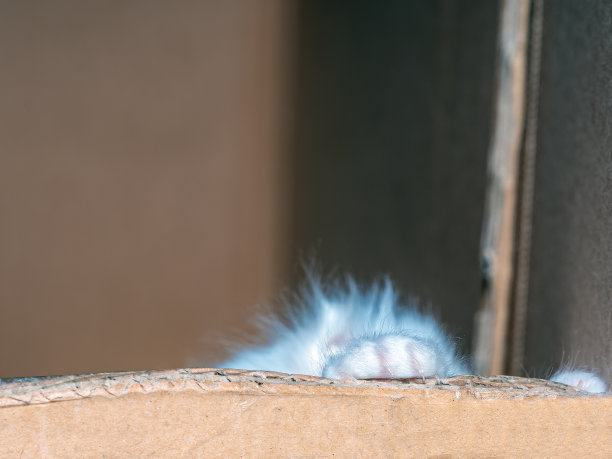 新生栗鼠猫爪和猫指甲图片下载