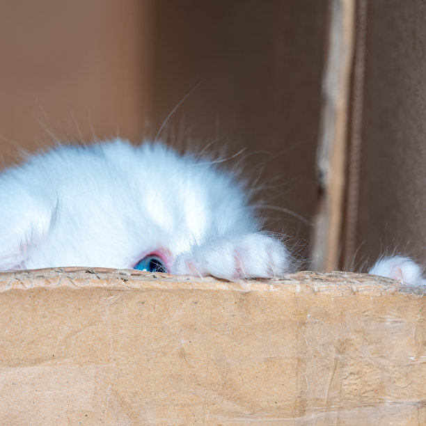 新生龙猫小猫爪子和猫指甲图片下载