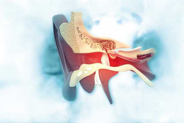 耳朵的解剖图片下载