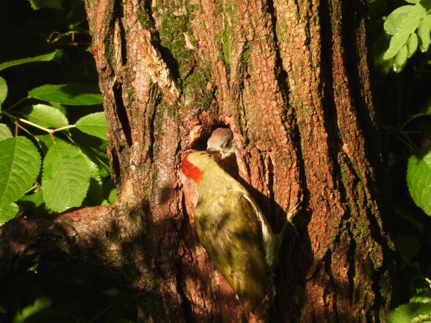 绿色的啄木鸟图片下载