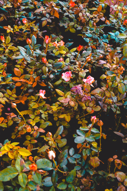 一幅美丽的图片，不同颜色的玫瑰花在一个框架与彩色的叶子图片下载