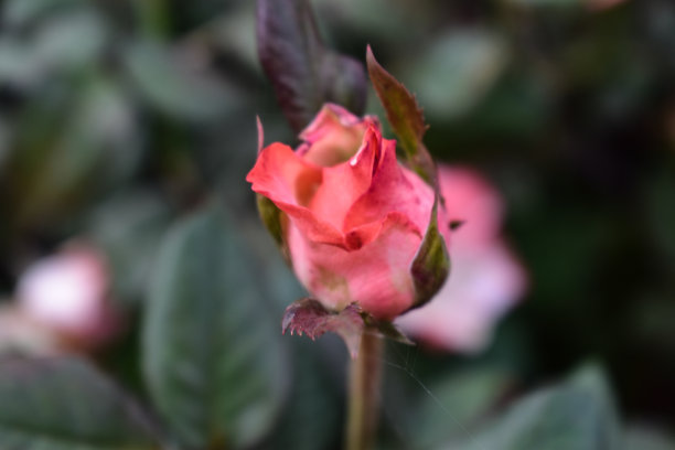 粉红色玫瑰花的特写图片下载