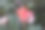 粉红色玫瑰花的特写图片下载