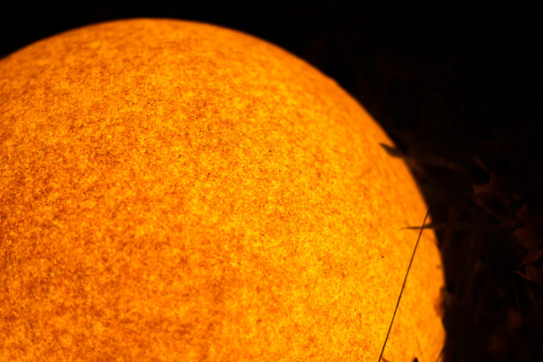 抽象的太阳表面周围有植物图片下载