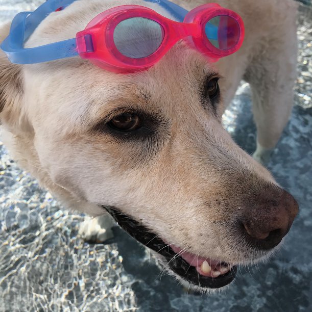 带护目镜的拉布拉多寻回犬图片下载