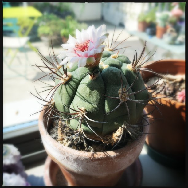 仙人掌开花图片下载