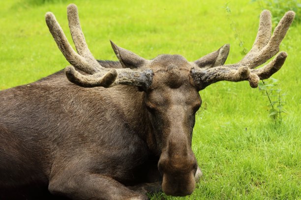 躺着戒备的欧洲麋鹿图片下载