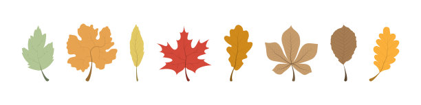 秋叶之静美。收集叶子。叶子矢量图标，孤立。模板秋叶排成一行。矢量图图片下载