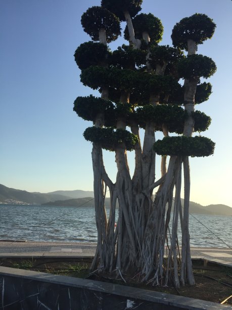 集成的树图片下载