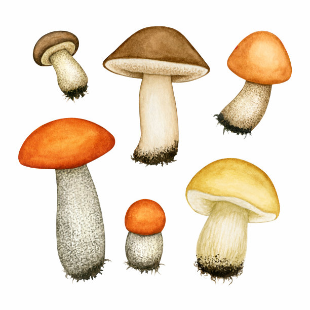 水彩可食森林管菇集。牛肝菌/棕色牛肝菌，羊驼素，山杨蘑菇。手绘设计元素孤立图片下载