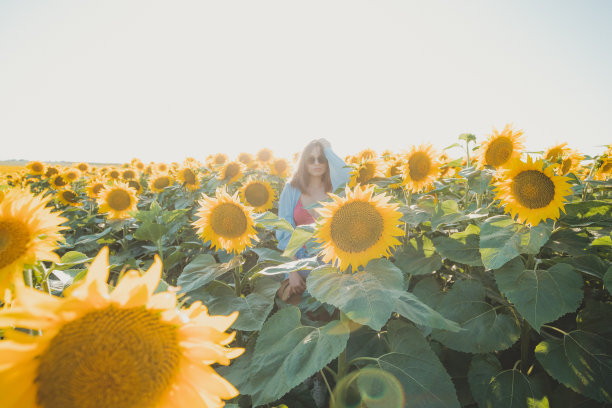 孤独却不寂寞，有向日葵在身旁图片下载