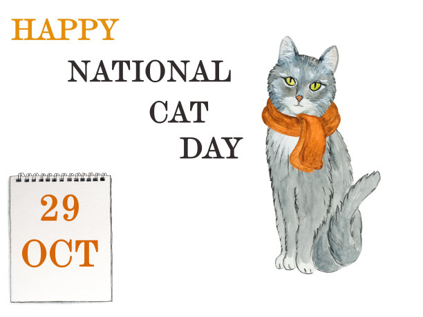 国家的猫。漂亮的卡片。近距离图片下载