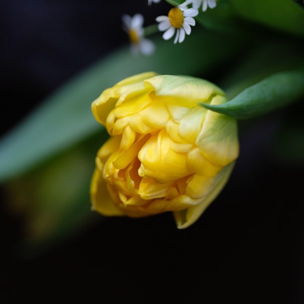 单瓣细致的黄色郁金香，黑色背景。近距离的图片黄花在春天的卡片。可以很容易地用于艺术项目的想法。图片下载