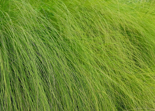 路边的绿草素材图片