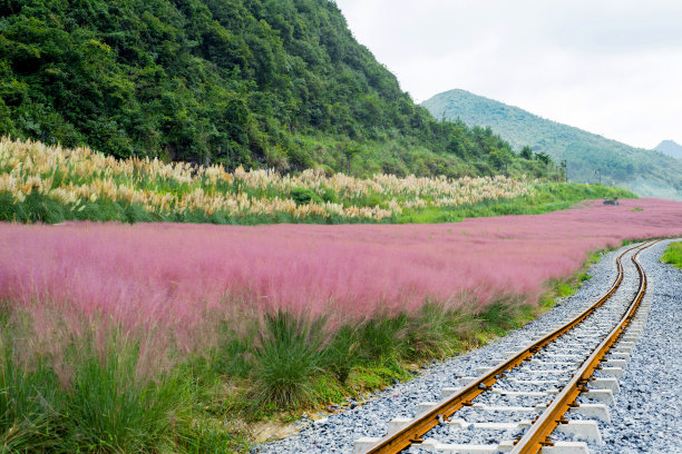 Hairawn穆勒图片下载