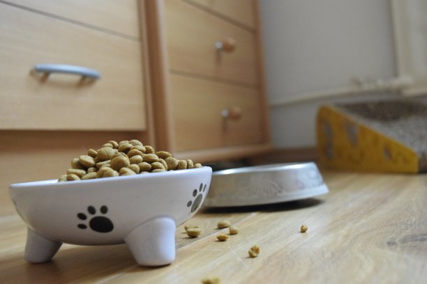 爪子食物图片下载