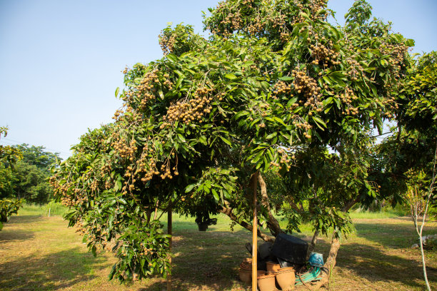 泰国北部农村有机花园的龙眼树，果实成熟甜美，褐色，适于采收和销售。这是在蓝天下的近距离拍摄。图片下载