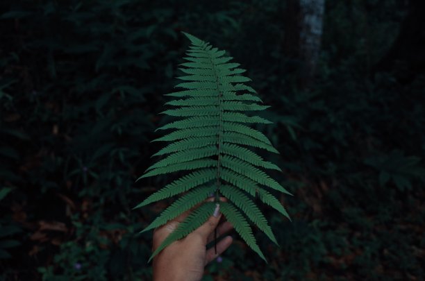大自然中手边的叶子。图片下载