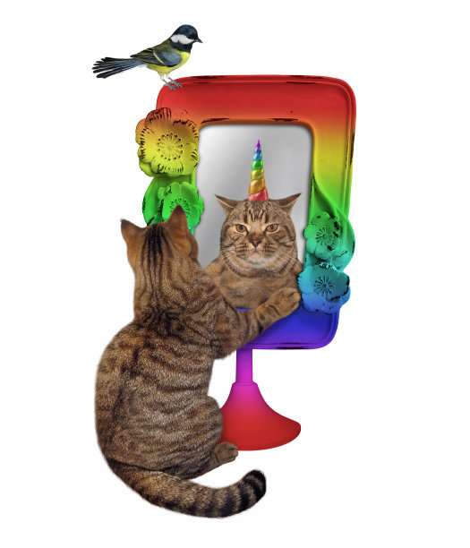 猫近彩虹镜图片下载