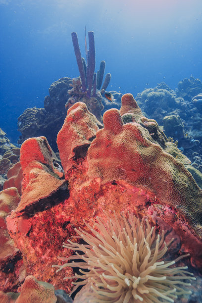 加勒比珊瑚花园图片下载