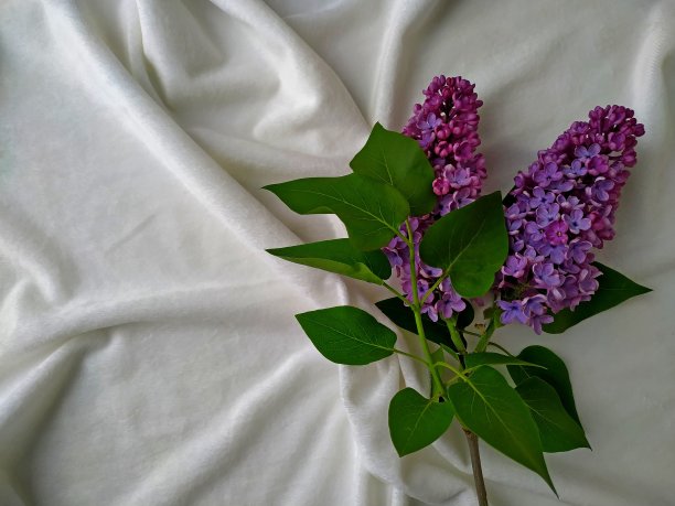 白色天鹅绒织物上的丁香枝图片下载