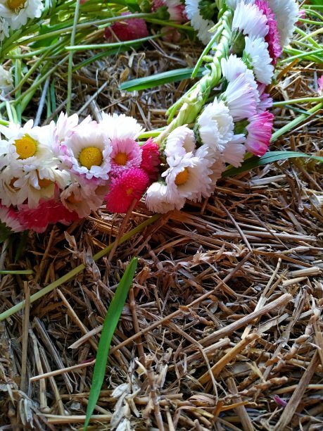 一个由白色和粉色雏菊组成的花圈躺在草堆上，旁边是刚摘下来的长草图片下载
