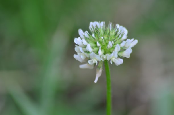 白色可爱的花图片下载