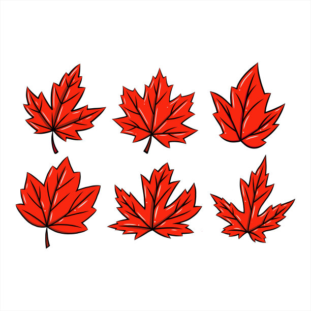 红色枫叶矢量手绘集。秋天的象征。加拿大的象征素材图片