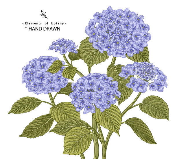 花卉装饰素描集。绣球花花图纸。复古线条艺术孤立在白色背景上。手绘植物图。元素的向量。图片下载