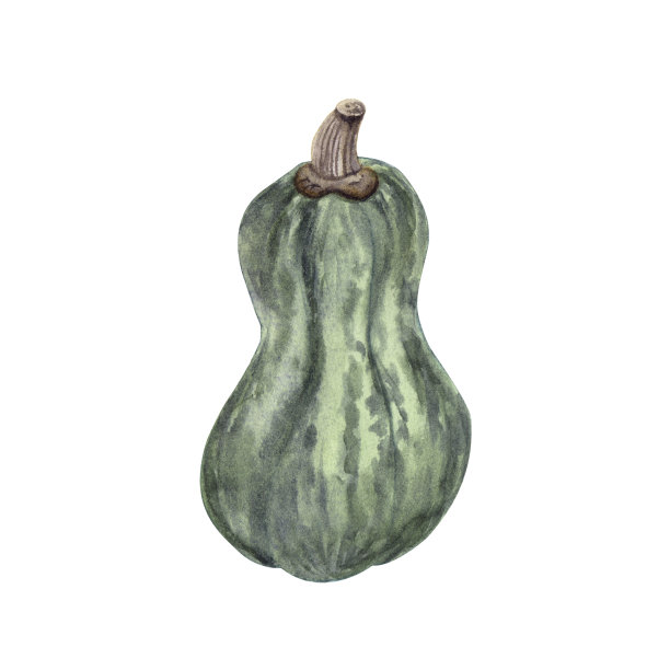 水彩形状的西班牙吉他绿色南瓜。图片下载