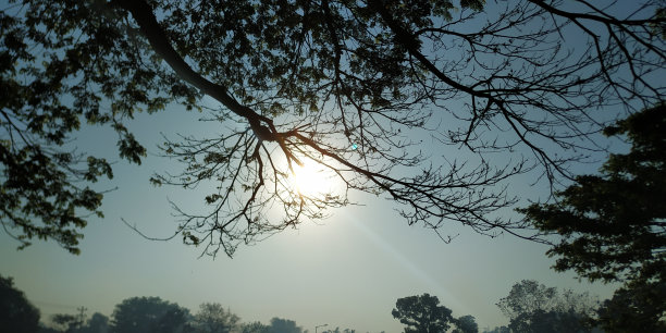 班图尔，日惹，印度尼西亚-星期四08-22 2020:早晨的阳光穿透树木的树枝，温暖了身体图片下载