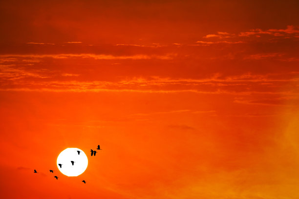晚霞上，橘红色的黑云在黄澄澄的天空和飞鸟的剪影飞翔图片下载