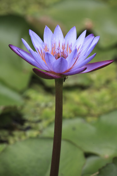 神圣的莲花图片下载