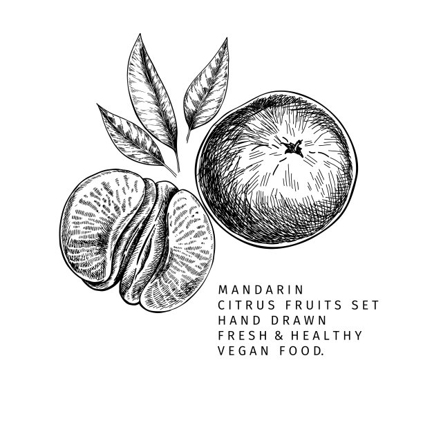 手画的柑橘，整个和切片，叶和花。矢量插图的橘子。柑橘类的甜素食。适用于餐厅菜单，包装设计，食品横幅。图片下载