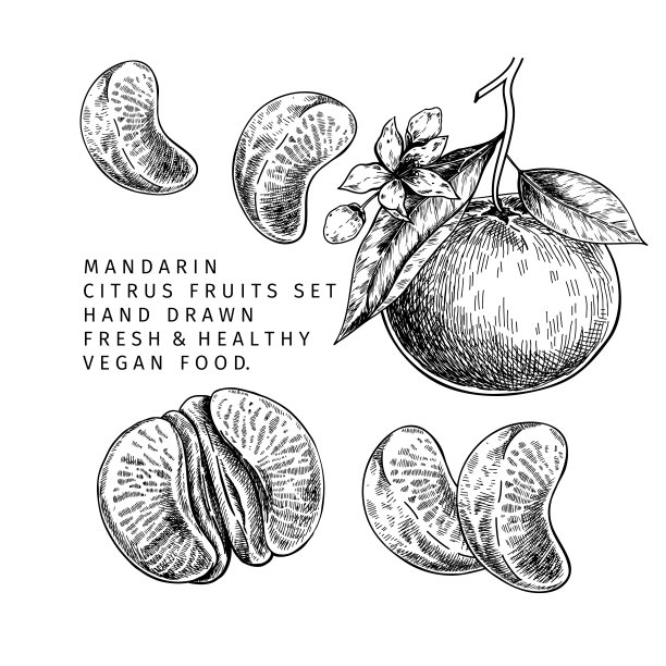 手画的柑橘，整个和切片，叶和花。矢量插图的橘子。柑橘类的甜素食。适用于餐厅菜单，包装设计，食品横幅。图片下载