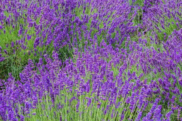 紫色的薰衣草花图片下载