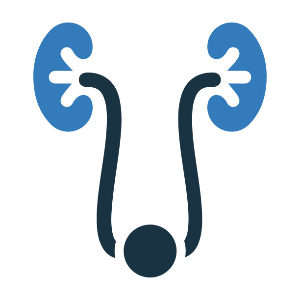 人体肾脏图标，矢量图形图片下载