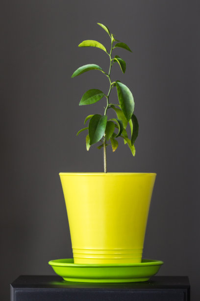 小柠檬树在花盆中生长图片下载