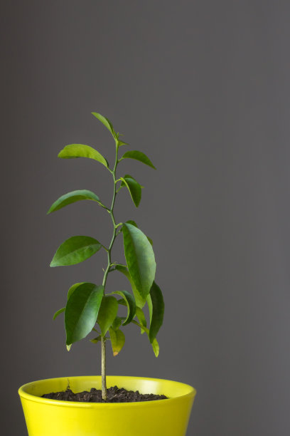 小柠檬树在花盆中生长图片下载