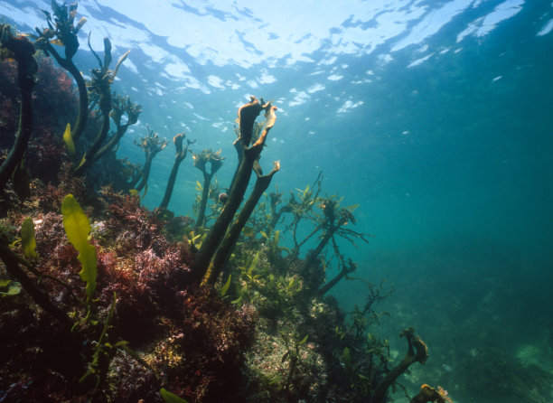 被鱼吃的海藻的茎图片下载