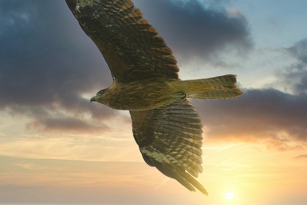 寻找和取代日本景观1011鹰图片下载