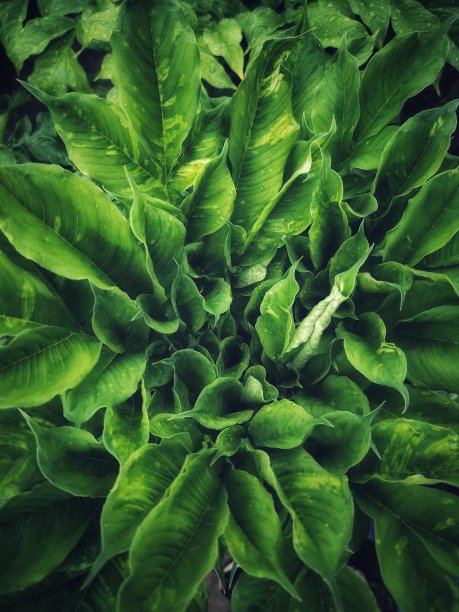 绿色的树叶图片下载