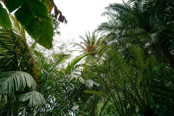 西班牙的棕榈树花园图片下载